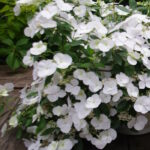 Гортензия крупнолистная Сбежавшая Невеста