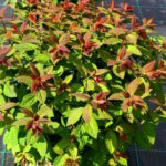 Спирея японская Грин энд Голд