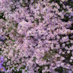 Астра вересковидная Пинк Клоуд