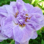 Ирис сибирский Ригомароле