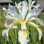 Ирис спуриа Ялтинский