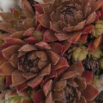 Молодило Бронз Пастэль