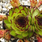 Молодило Люминосити