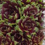 Молодило Пикассо