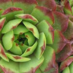 Молодило Ротунд