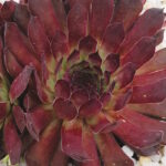 Молодило Сардоникс