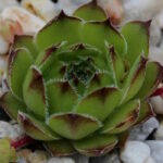 Молодило Фрости