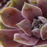 Молодило Сиреневый Туман