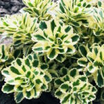 Очиток Атлантис