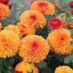 Хризантема Гир-Гар