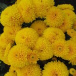 Хризантема Мишаль