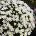 Хризантема Трикки Уайт