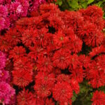 Хризантема Юрий Гагарин