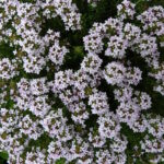 Тимьян Фаустини