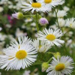 Болтония астровидная