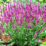 Шалфей Сенсейшн Роуз