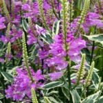 Физостегия Вариегата