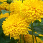 Подсолнечник Солейл де Ор