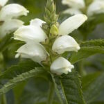 Хелоне косая Альба