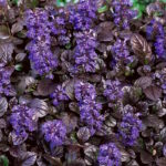 Живучка Браун Хертц