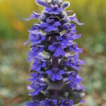 Живучка Кэтлинс Гиант