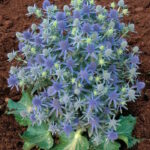 Синеголовник Блю Хоббит