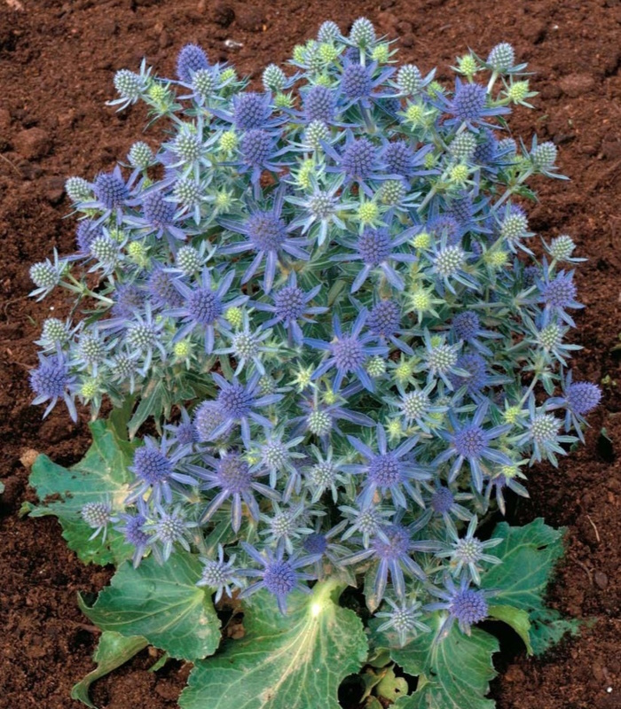 19693_Синеголовник Блю Хоббит_01 Синеголовник Блю Хоббит — изображение 1