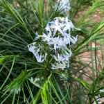 Амсония Хубричта