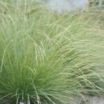 Овсяница Мэйера