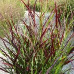 Просо прутьевидное Оксблуд Отем