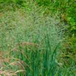 Просо прутьевидное Стрейдж Клауд