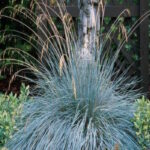 Овсец вечнозеленый