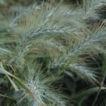 Элимус канадский