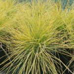 Овсяница Голден Тупи