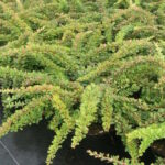 Барбарис Грин Карпет