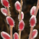 Ива тонкостолбиковая Маунт Асо