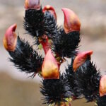 Ива тонкостолбиковая Меланостахис