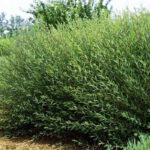 Ива пурпурная Маяк