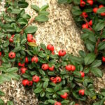 Кизильник Даммера Давид