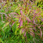 Форзиция зеленая Бронксенсис