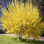 Форзиция средняя