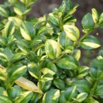 Самшит вечнозеленый Аргентео Маргината