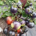 Томат Синий комнатный