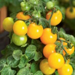 Томат Горшечный оранжевый