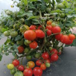 Томат Пиноккио