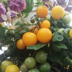 Томат Ацтек