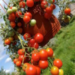 Томат Тамблинг Том Ред