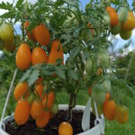 Томат Ампельная Золотая груша