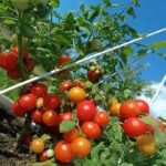 Томат Принц Баяя