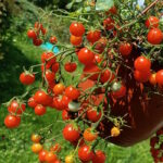 Томат Сотни и Тысячи